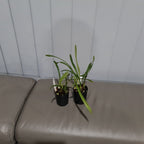Maxillaria sp. from Brazil