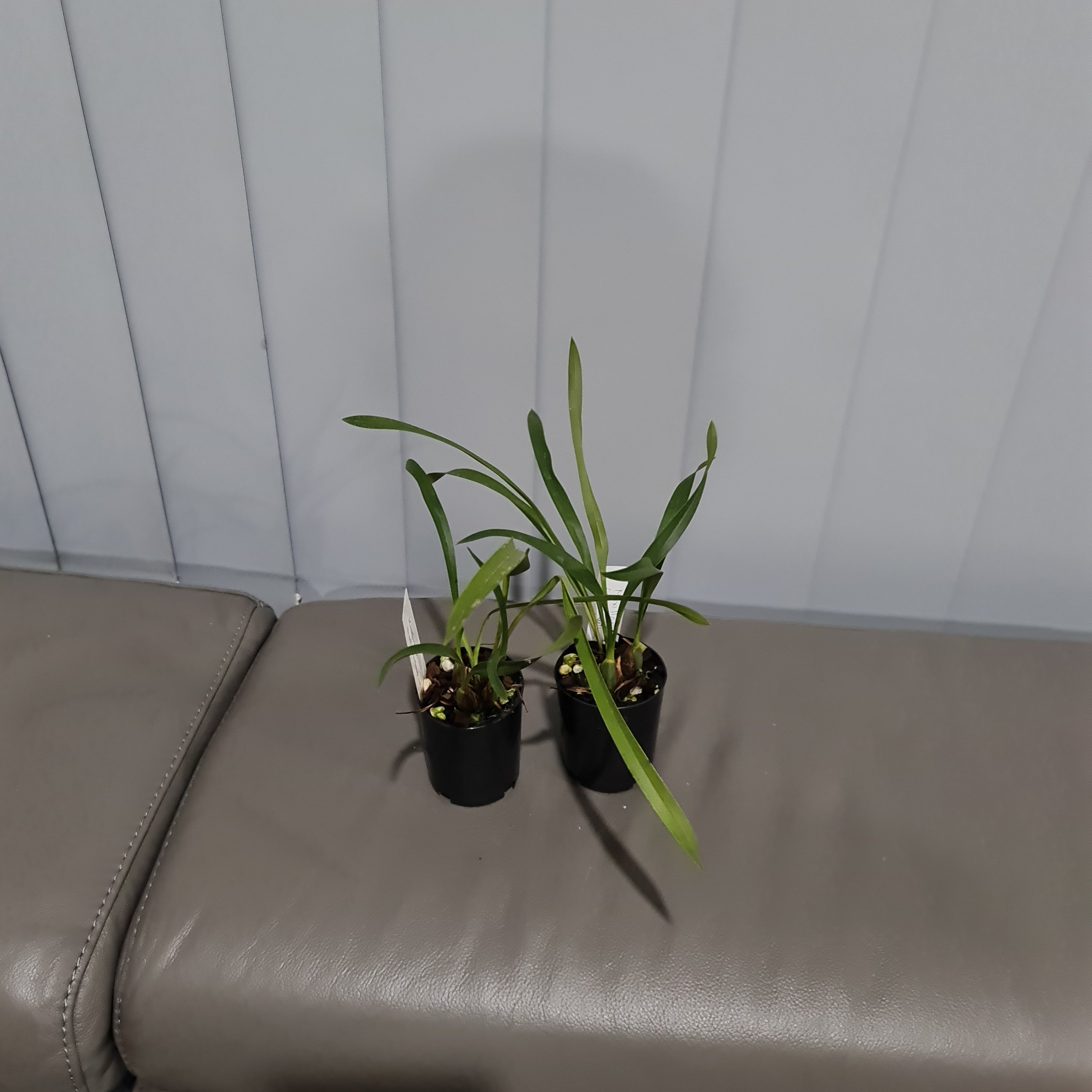 Maxillaria sp. from Brazil