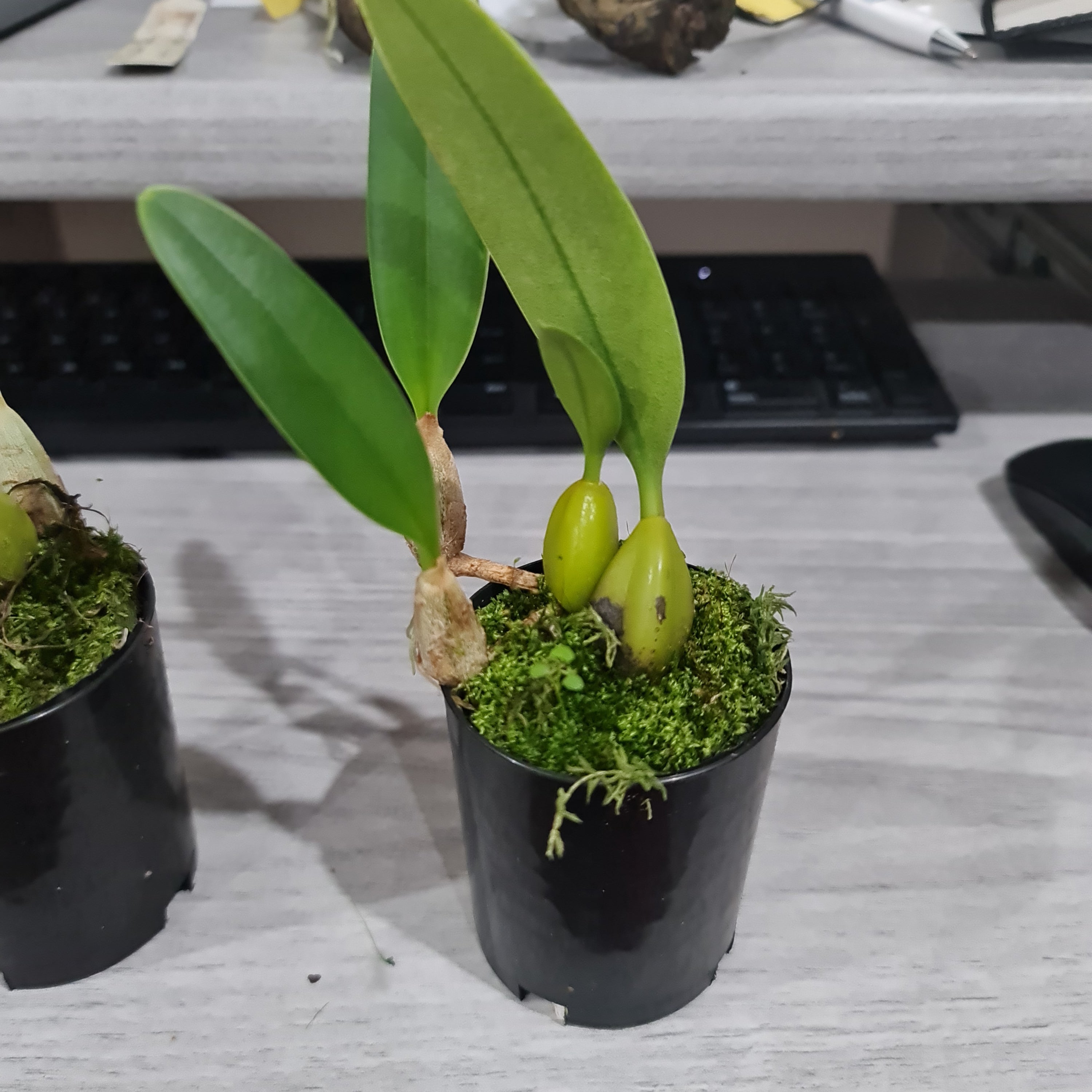 Bulbophyllum Jersey Secondary image