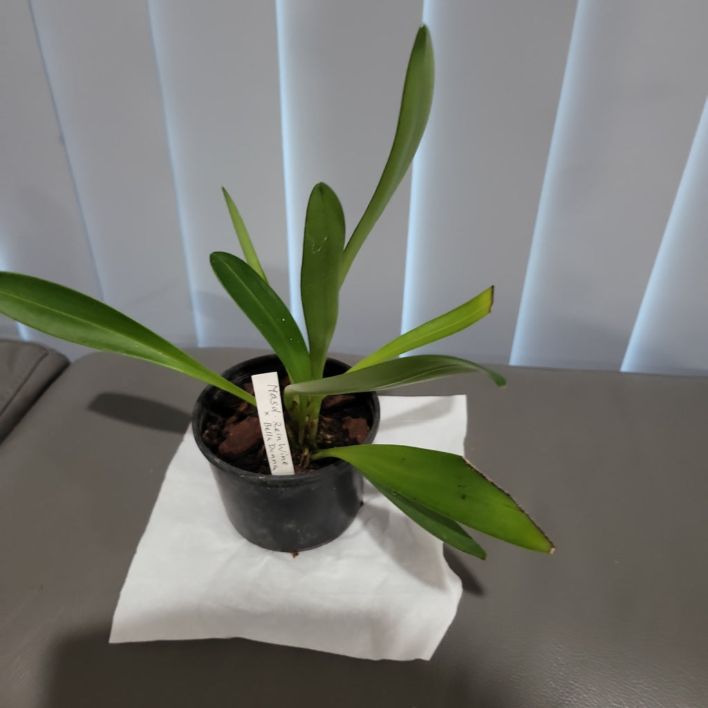 Masdevallia Rein Wine x Bella Donna