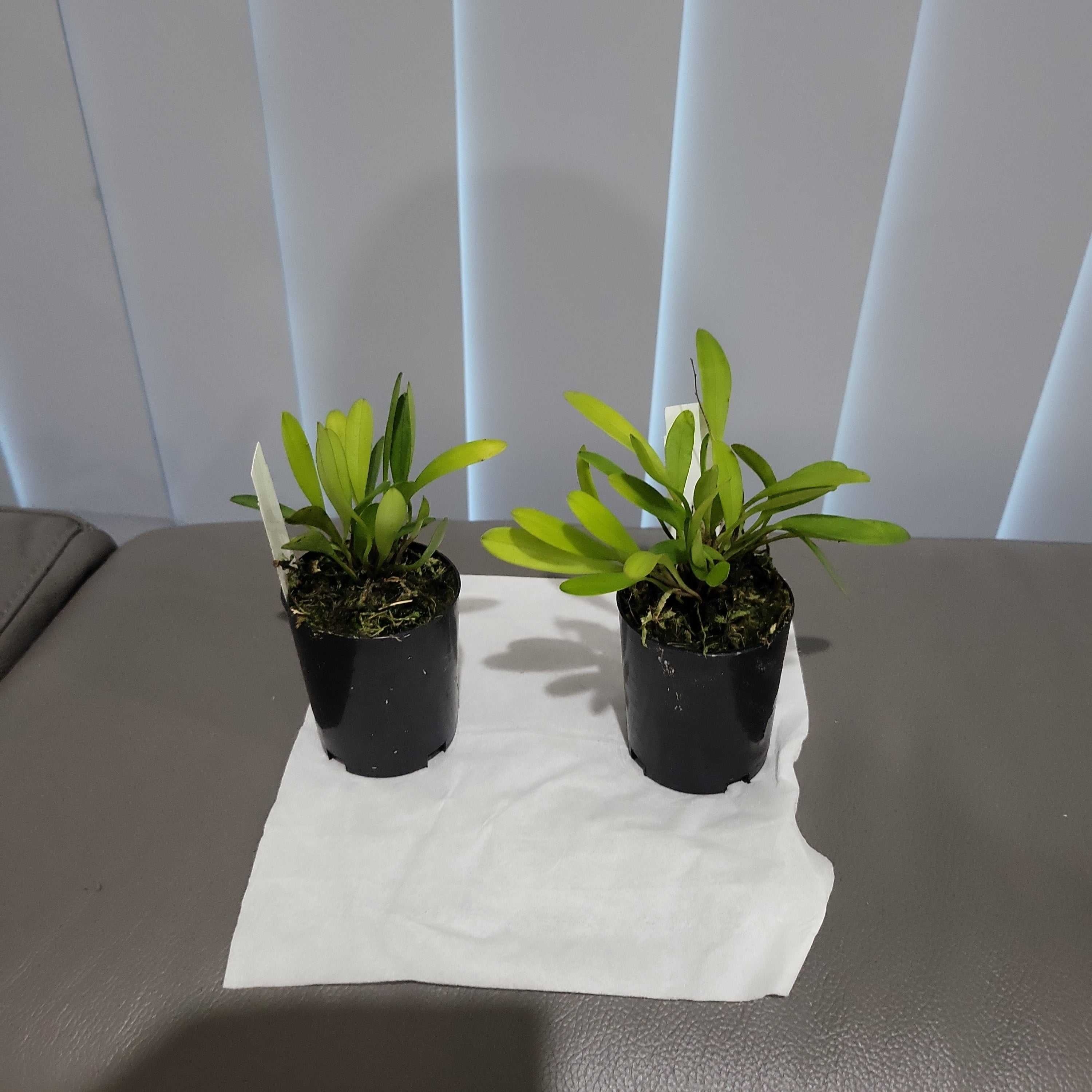 Stelis species Brazil Secondary image