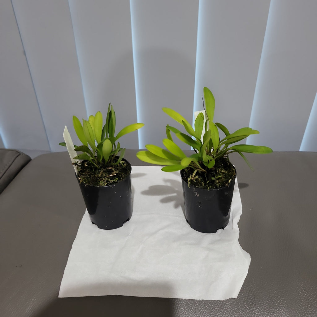 Stelis species Brazil