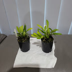 Stelis species Brazil