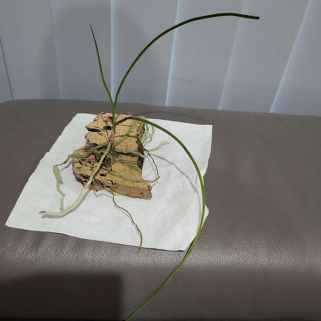 Holcoglossum Subulifolium