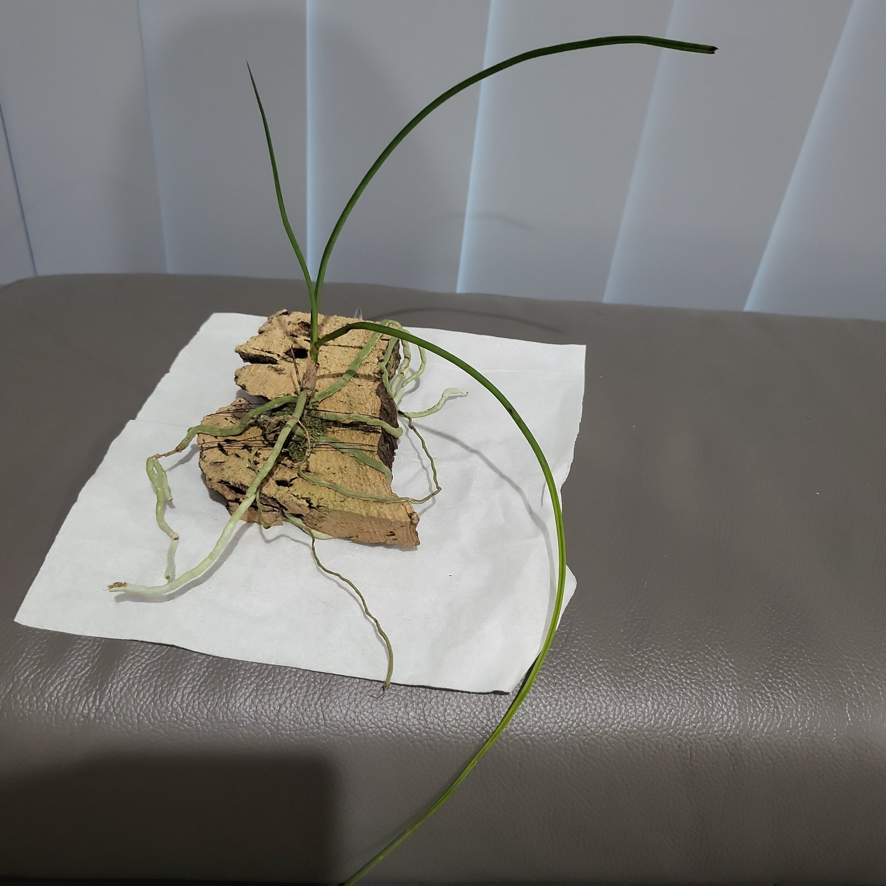 Holcoglossum Subulifolium