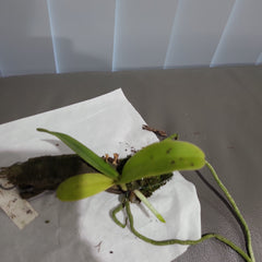 TOP Phalaenopsis Hygrochila ( Fragrant )