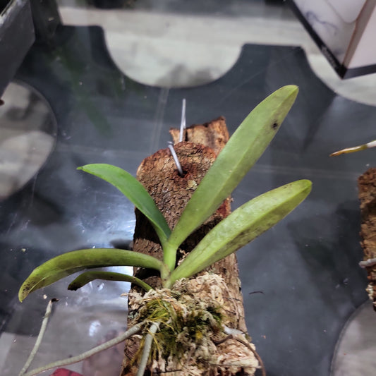 Angraecum buyssonii (Species From Madagascar)