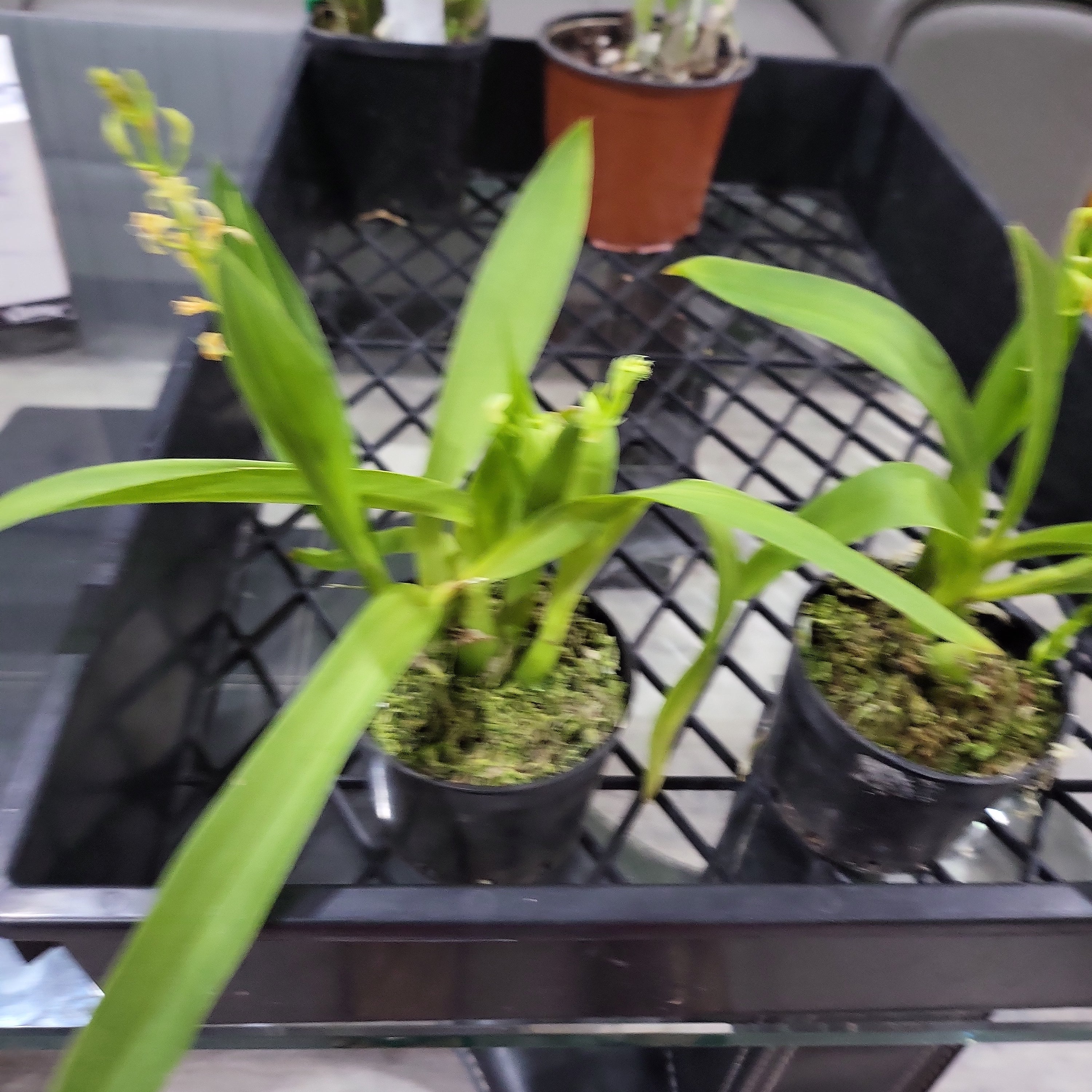 Liparis loeselii Secondary image