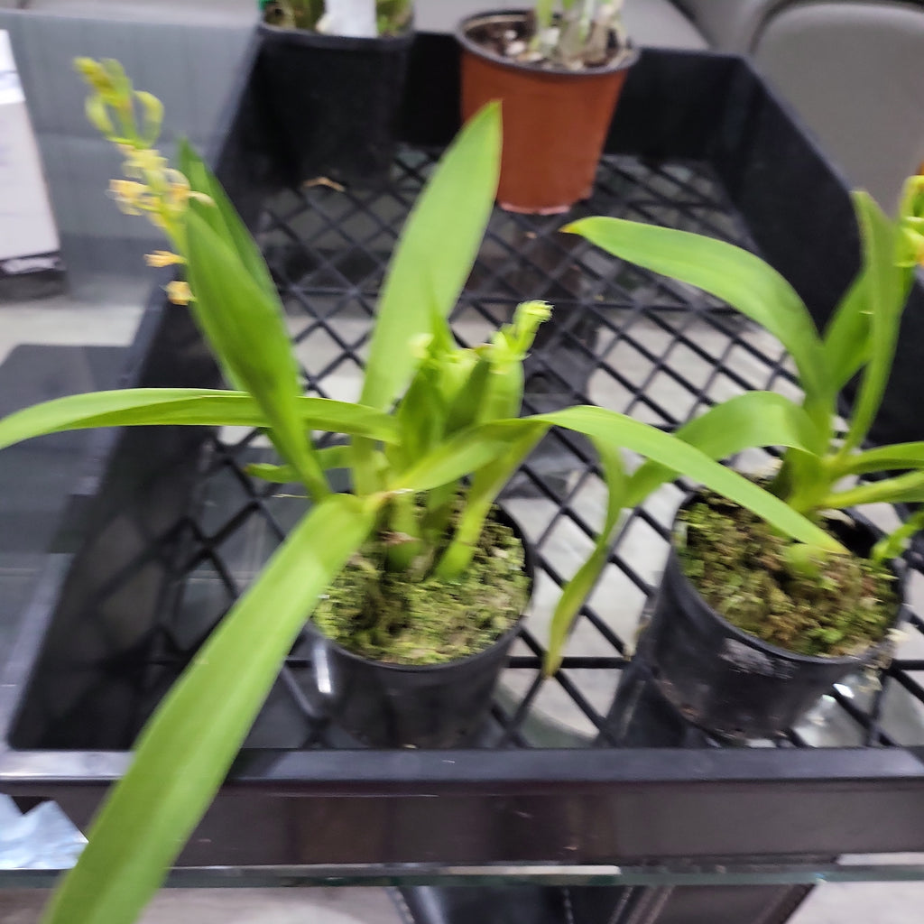Liparis loeselii