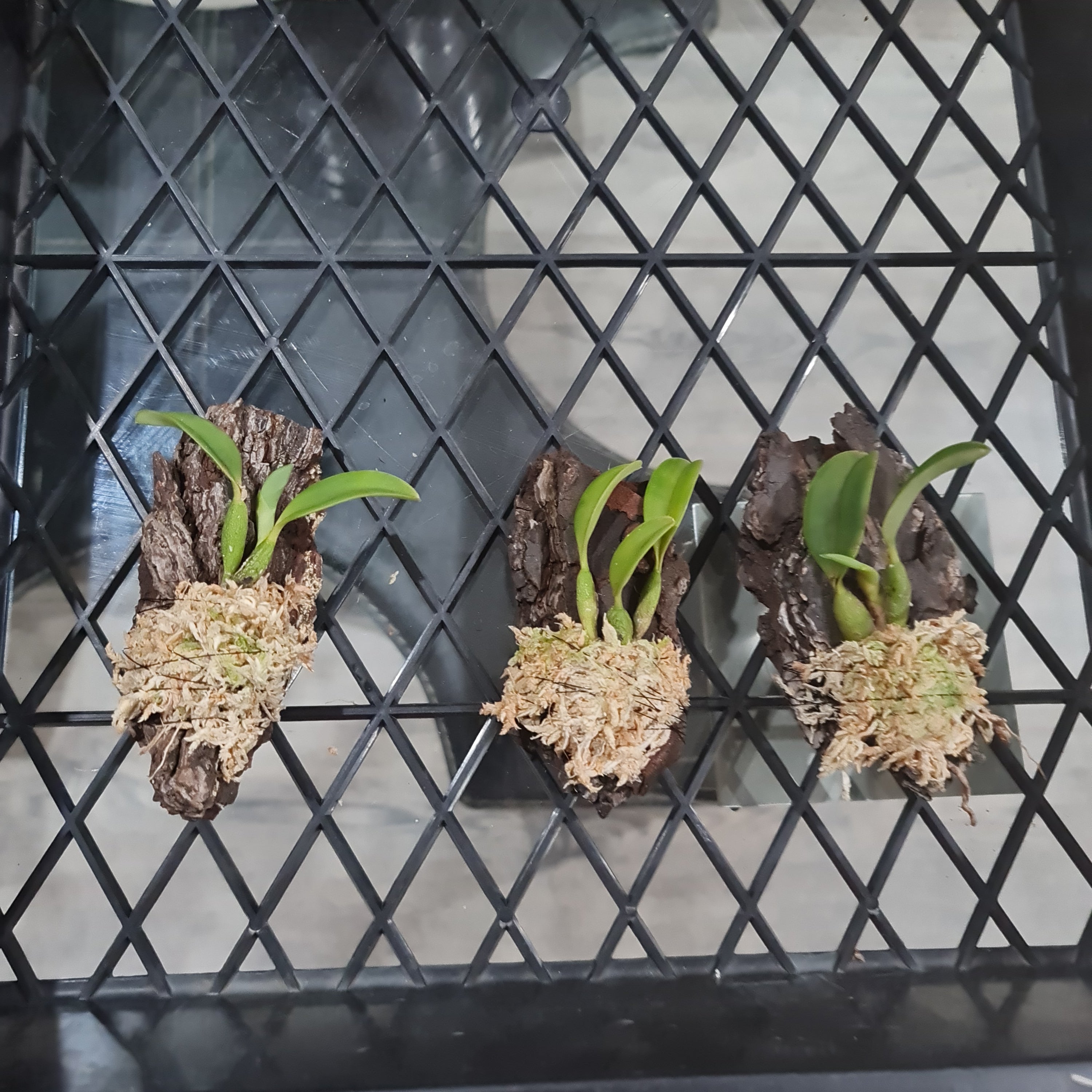 Sophronitis brevipedunculata Secondary image