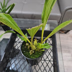 Gongora gratulabunda (syn. flaveola)