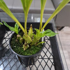 Gongora gratulabunda (syn. flaveola)