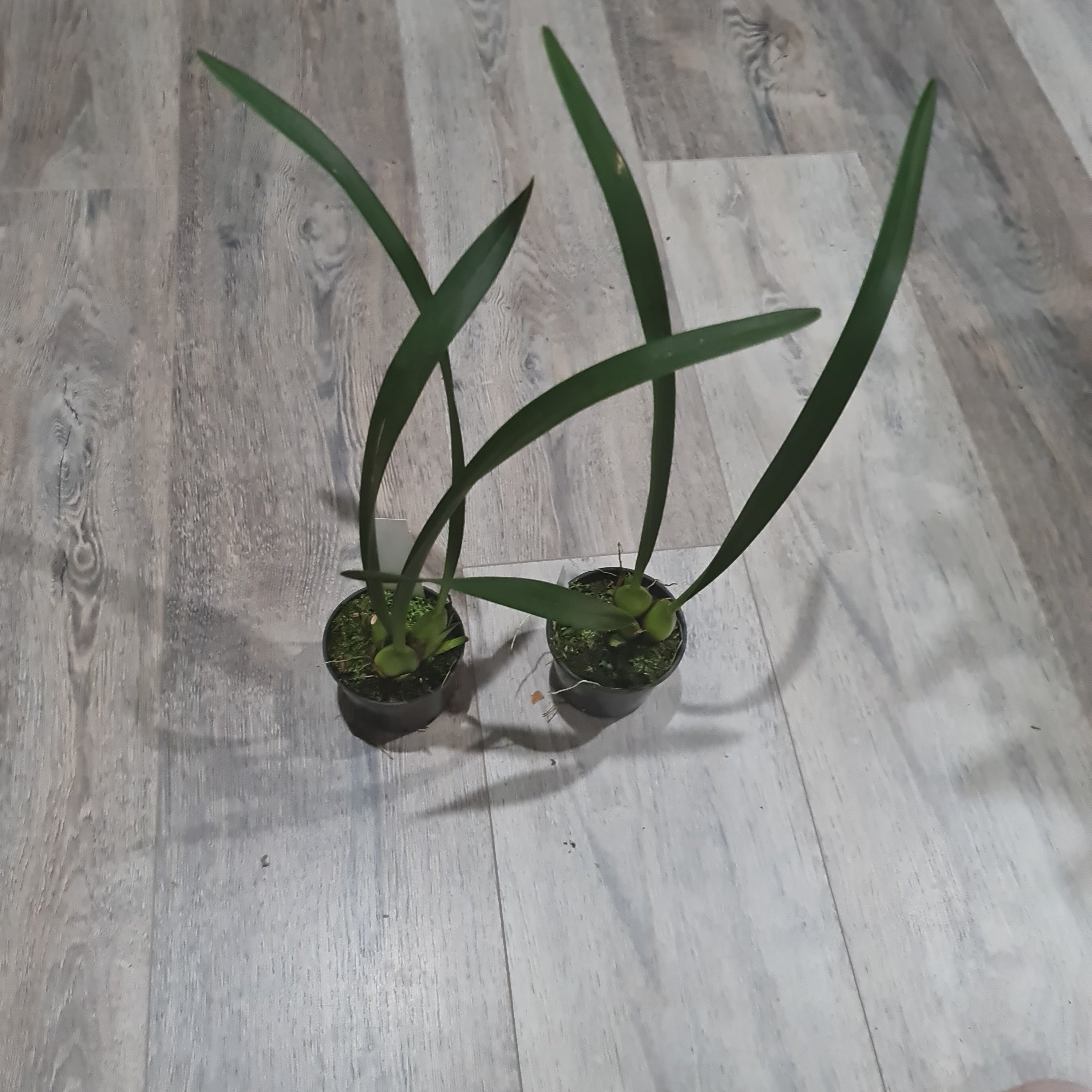 Maxillaria-meleagris