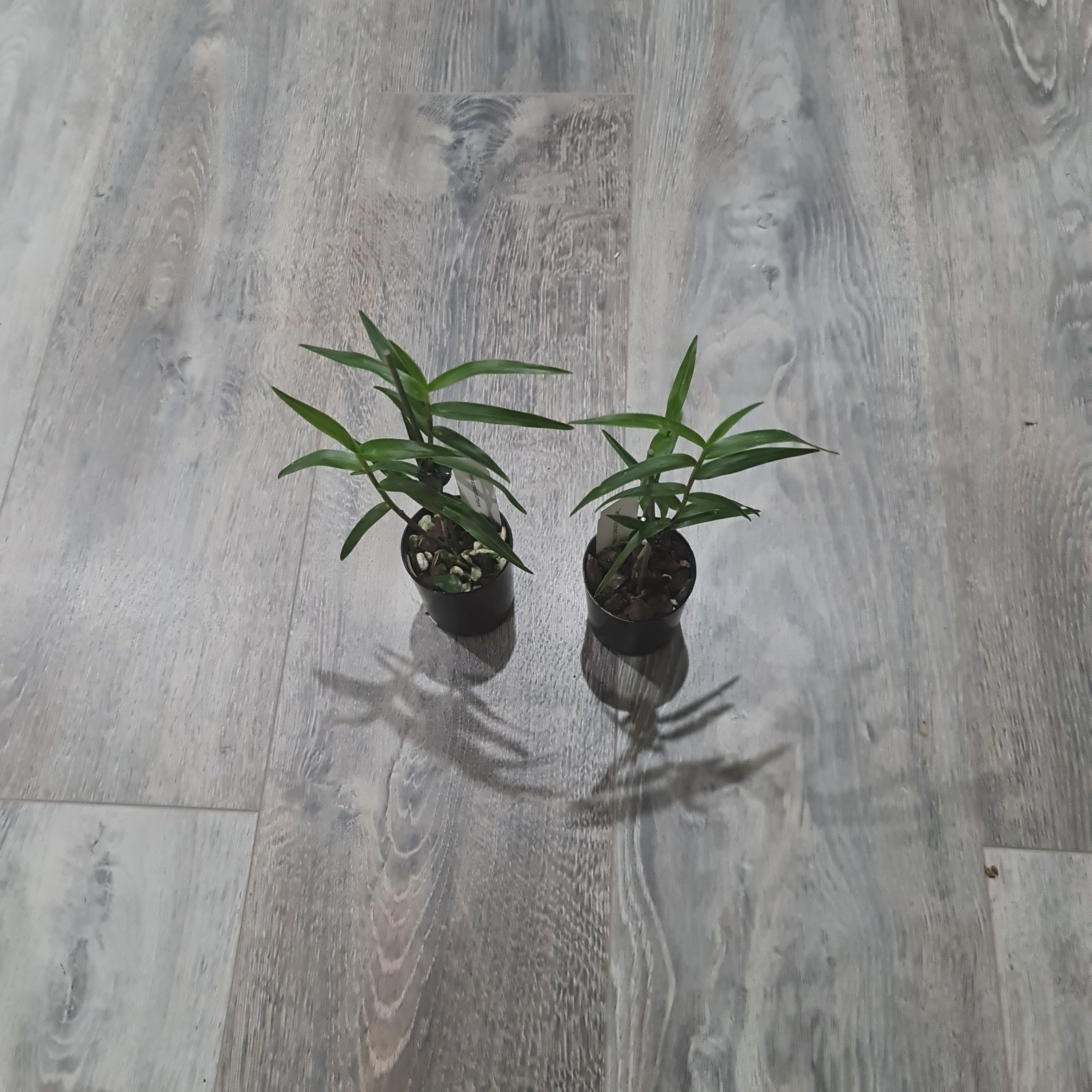 Oerstedella Schweinfurthiana (Epi. Schweinfurthiana) RARE HARD TO FIND Secondary image