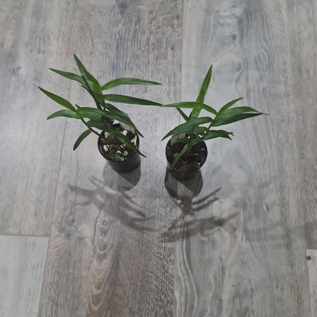 Oerstedella Schweinfurthiana (Epi. Schweinfurthiana) RARE HARD TO FIND