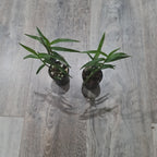 Oerstedella Schweinfurthiana (Epi. Schweinfurthiana) RARE HARD TO FIND