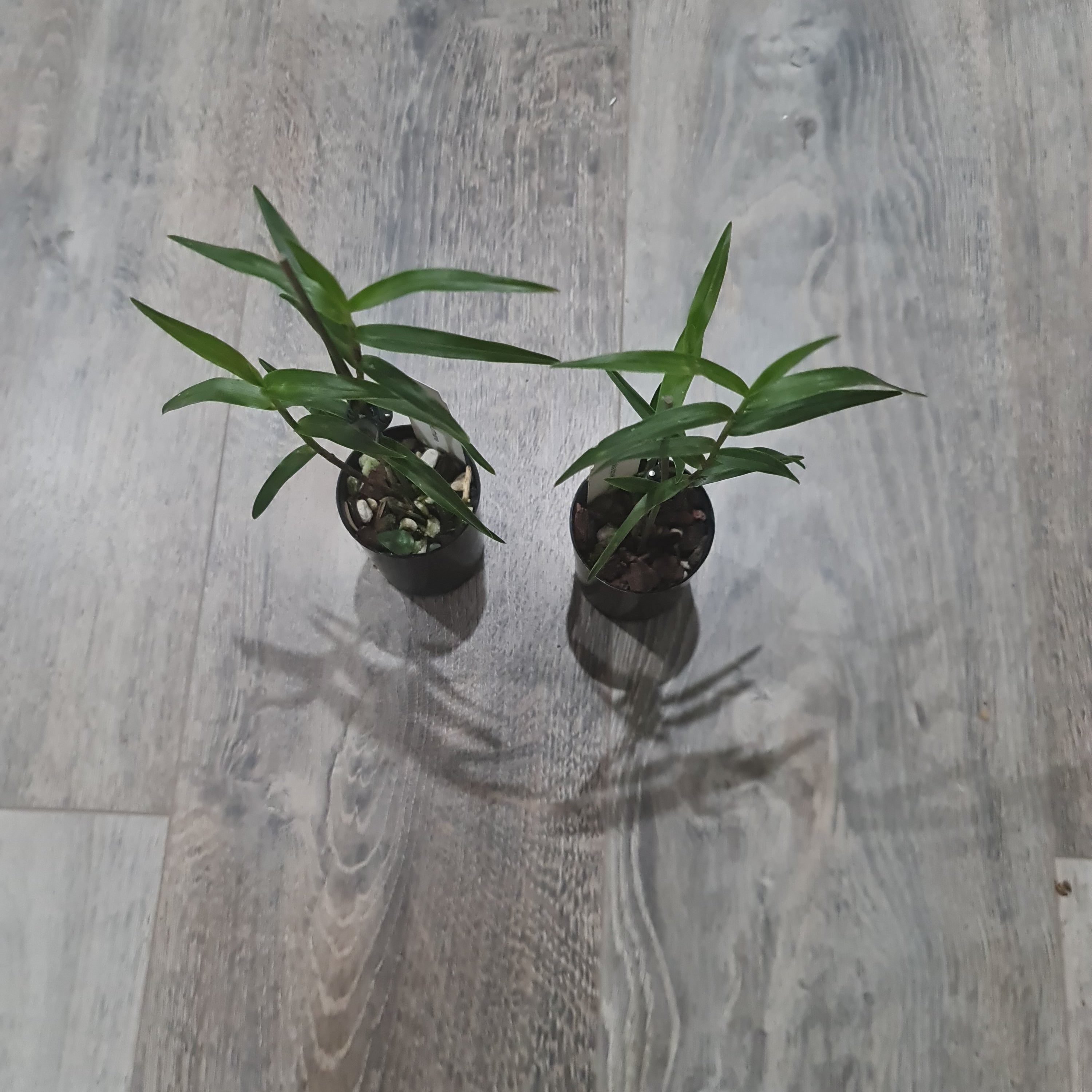 Oerstedella Schweinfurthiana (Epi. Schweinfurthiana) RARE HARD TO FIND