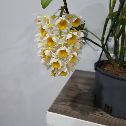 Fragrant Species Dendrobium Thyrsiflorum