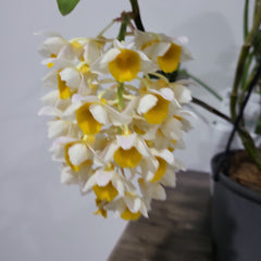 Fragrant Species Dendrobium Thyrsiflorum