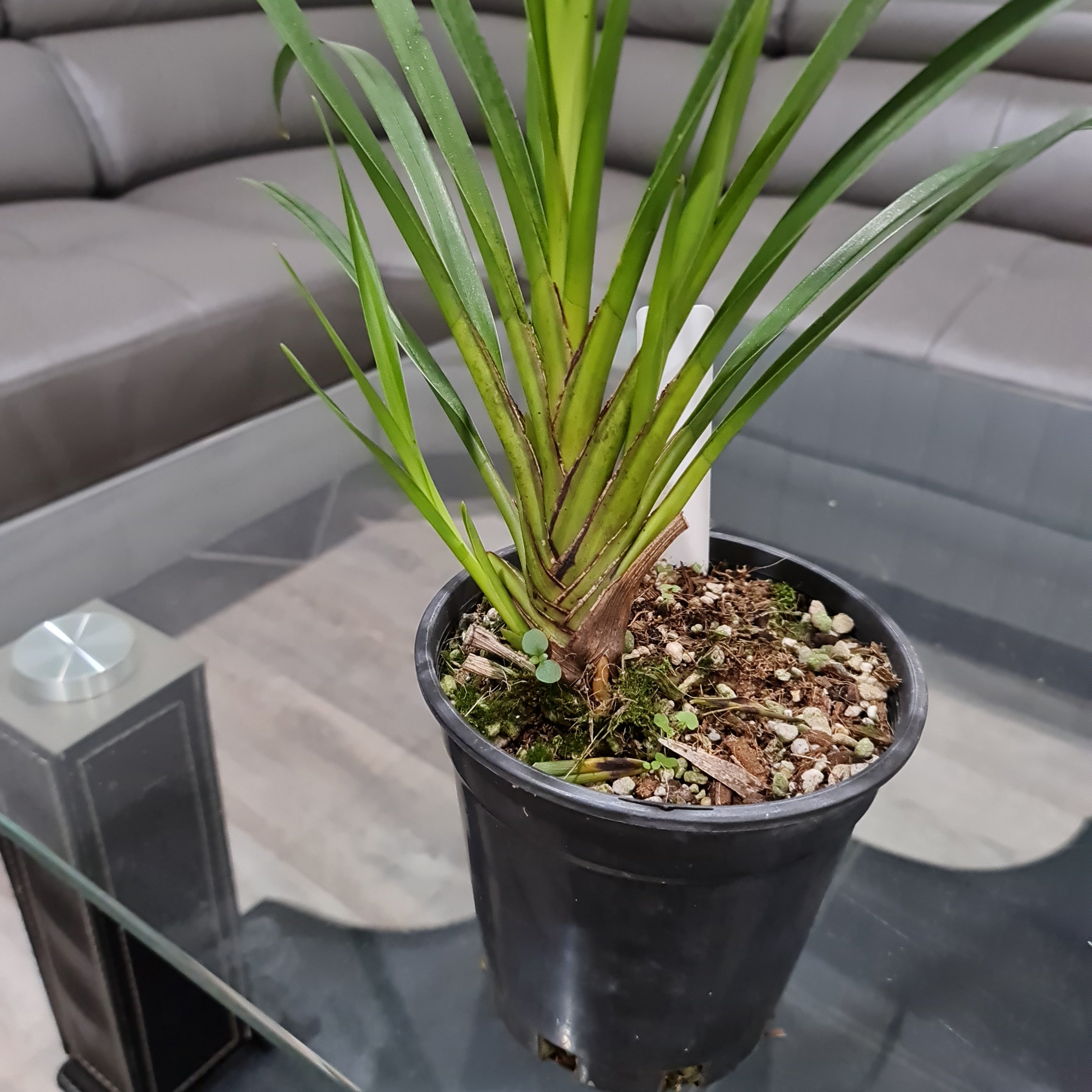 Cymbidium mastersii (Fragrant and Rare Species) Secondary image
