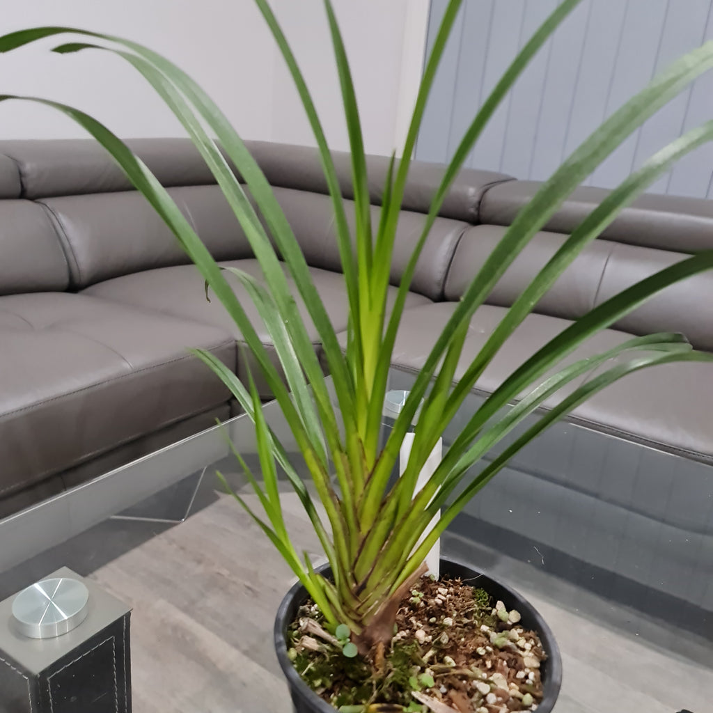 Cymbidium mastersii (Fragrant and Rare Species)