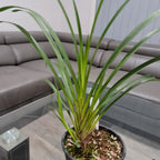 Cymbidium mastersii (Fragrant and Rare Species)