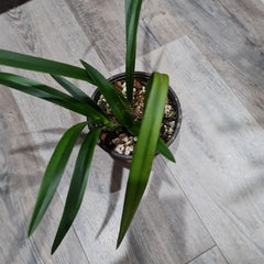 Cymbidium ensifolium (Fragrant Species)