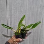 Rlc. Memorial Gold