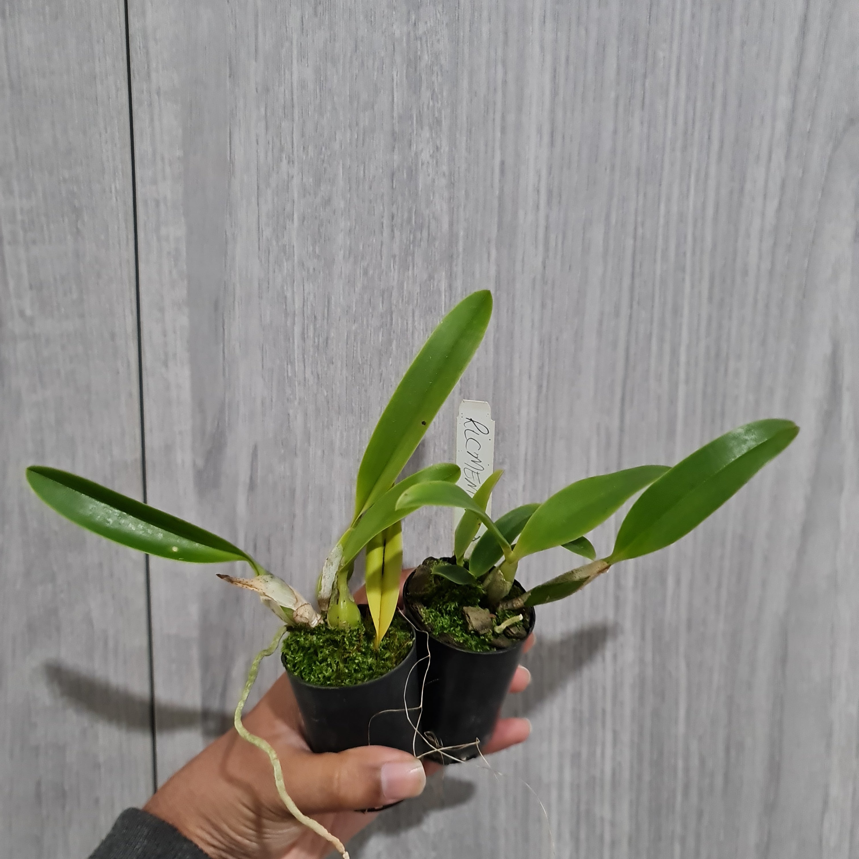 Rlc. Memorial Gold