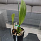 Coelogyne Mooreana 'Wild One' (Species From Vietnam)