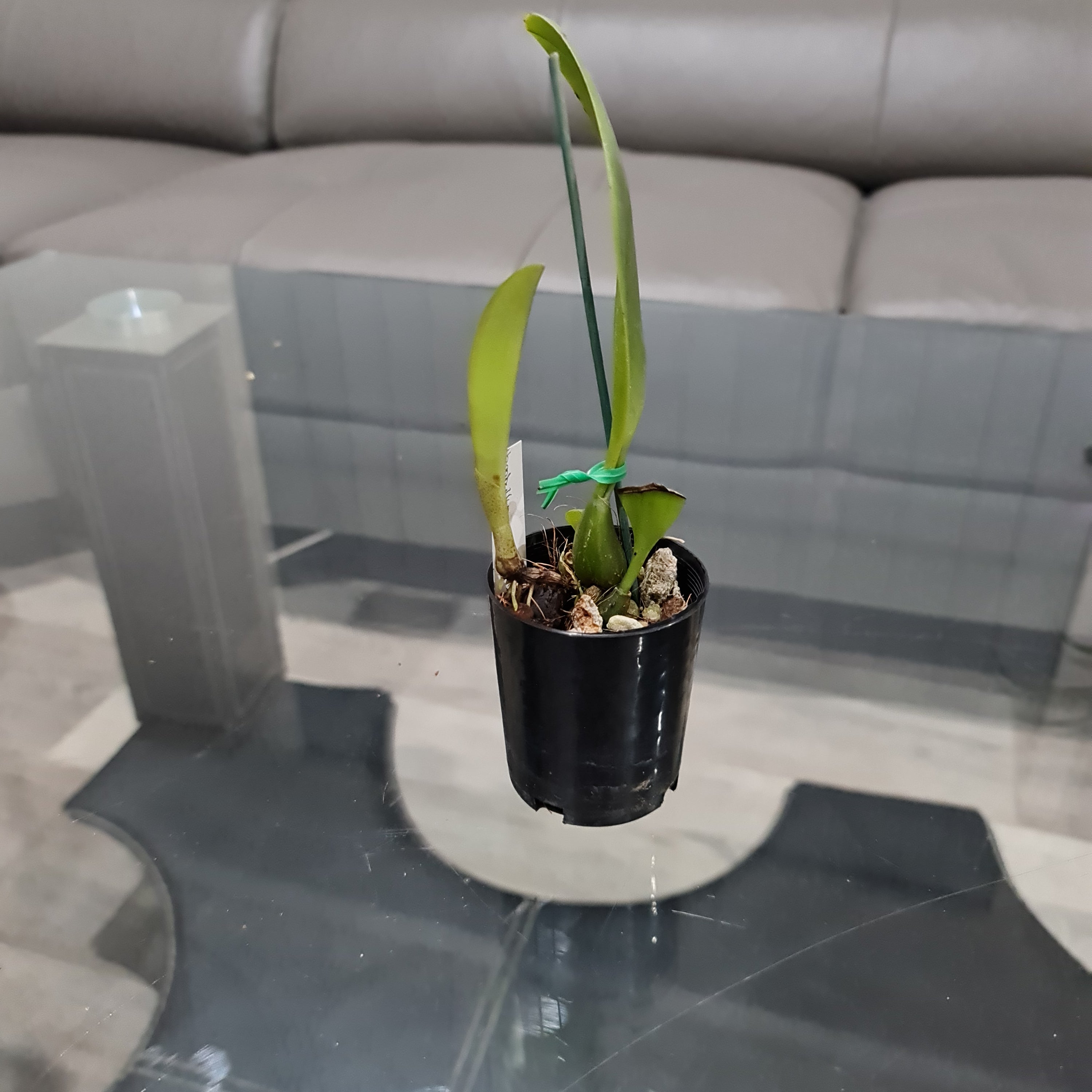 Coelogyne Mooreana 'Wild One' (Species From Vietnam)