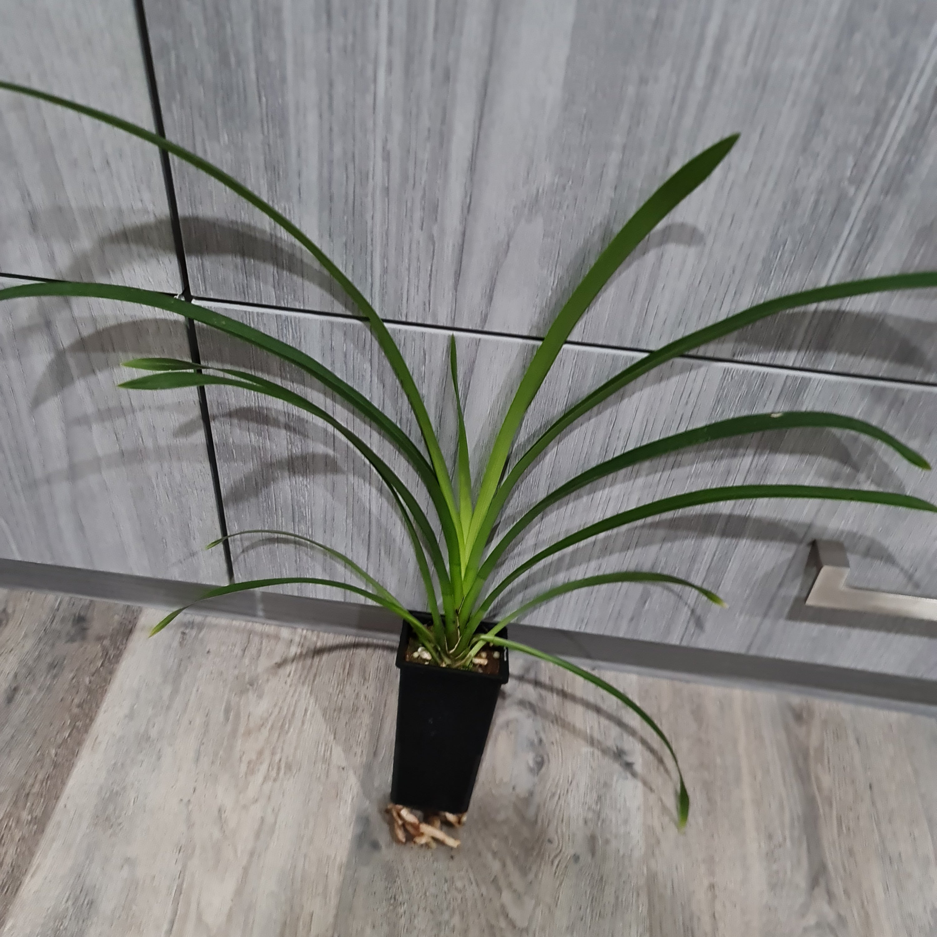 Cymbidium Death Wish 'Speckled Spectre' Secondary image