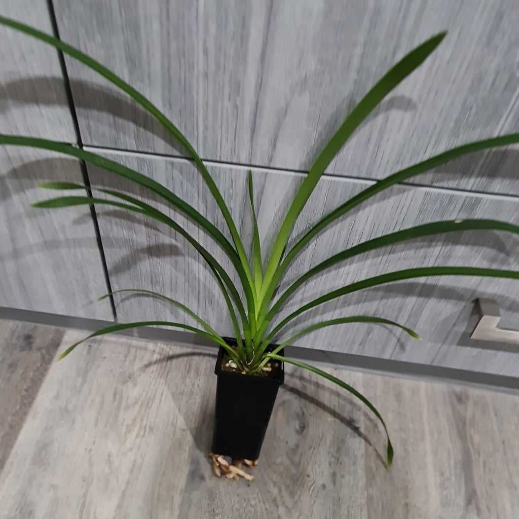 Cymbidium Death Wish 'Under Belly'