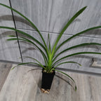 Cymbidium Death Wish 'Pretty n Pink'