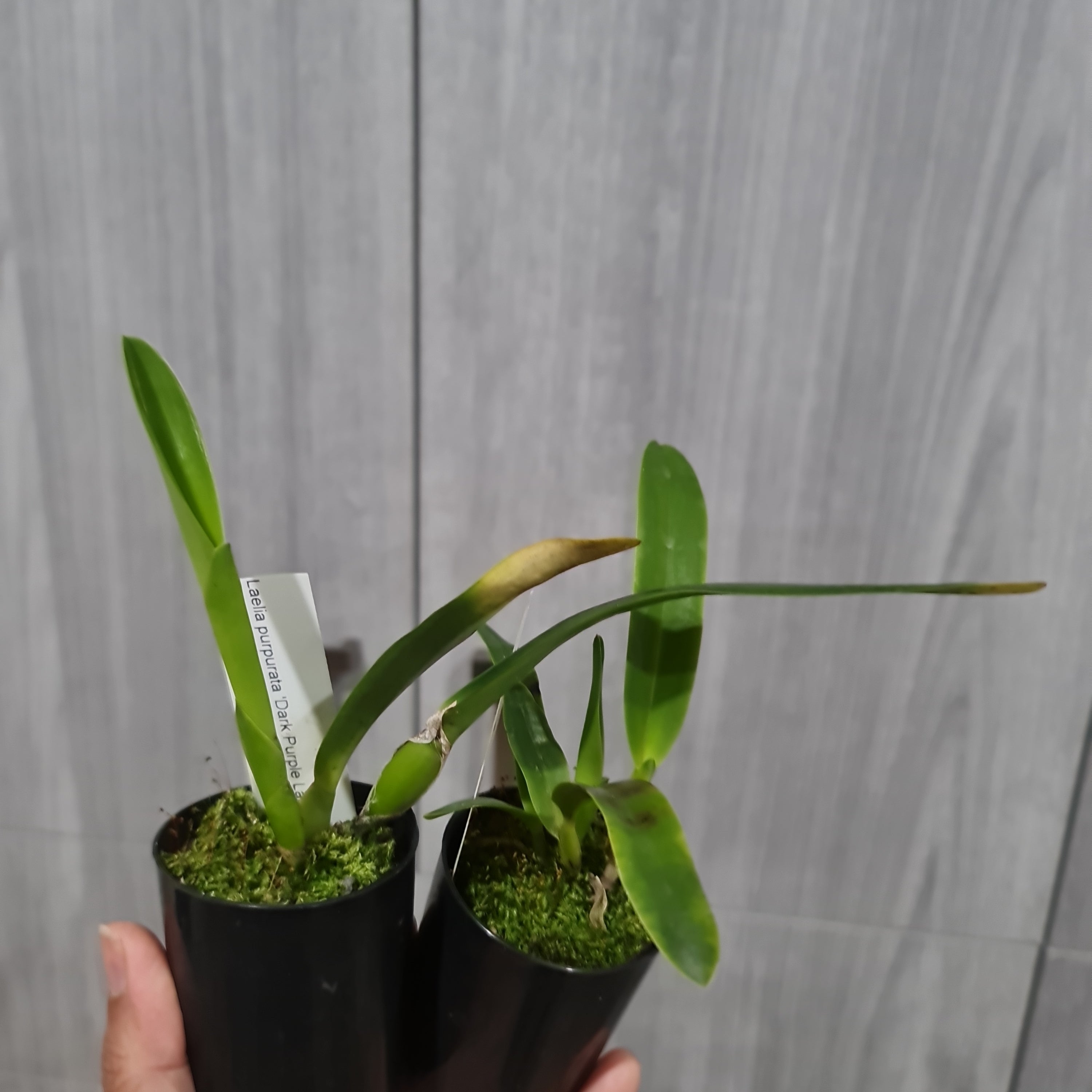 Laelia Purpurata 'Dark One' Secondary image