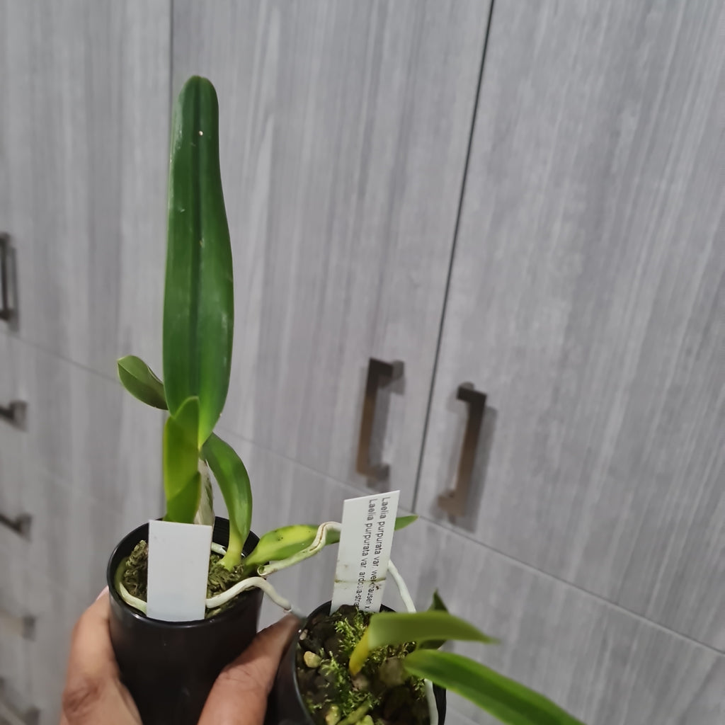 Laelia purpurata 'var werkhauseri x ardosia-Striata 'Escura'