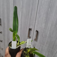 Laelia purpurata 'var werkhauseri x ardosia-Striata 'Escura'