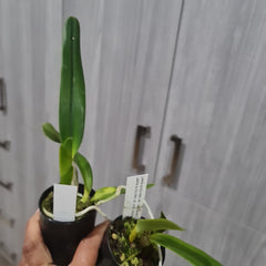 Laelia purpurata 'var werkhauseri x ardosia-Striata 'Escura'