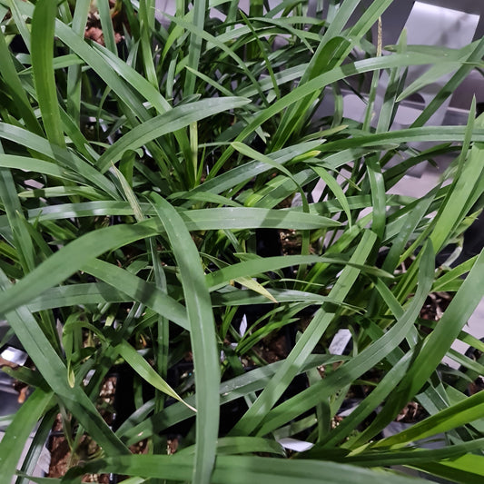 Cymbidium King Khan