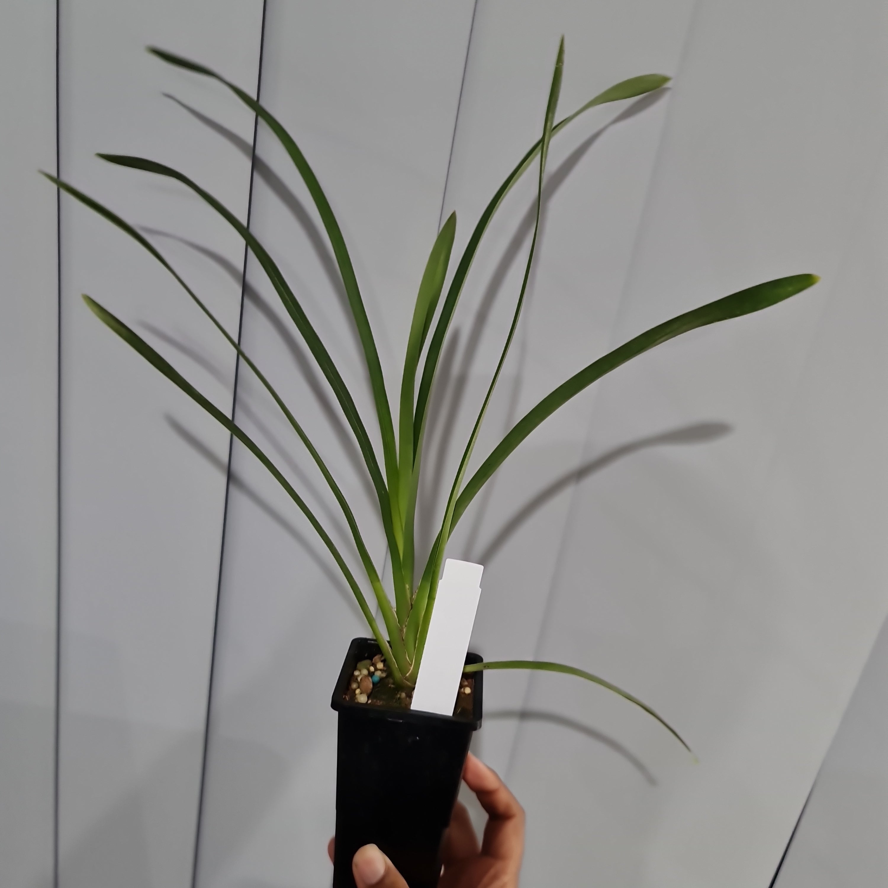 Cymbidium Kimberley Pass 'Tahila' X Cym. Spicy Khan 'Comet'