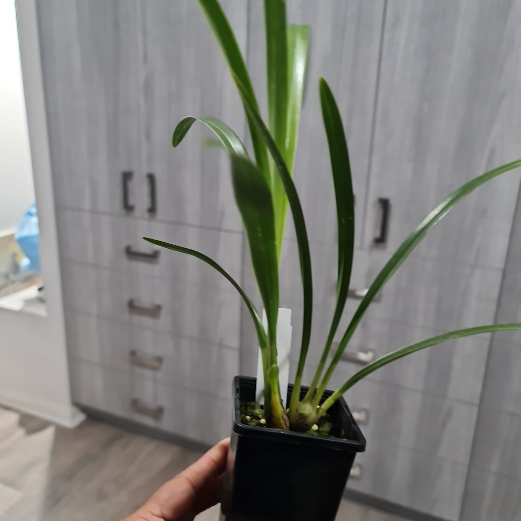 Cymbidium Lunar High 'Dural' x Cym. Regal Blaze 'Mikaela'