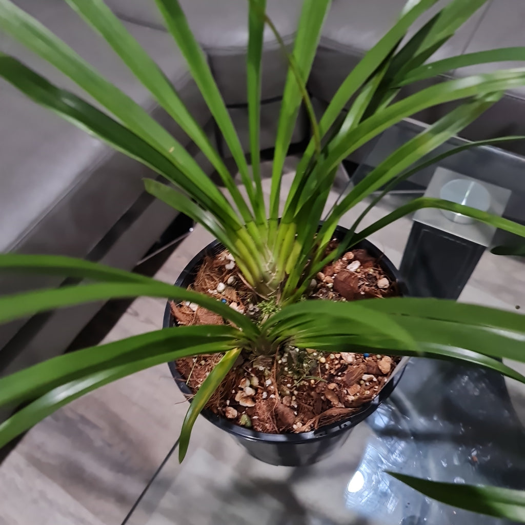 Cymbidium Deathwish 'Orange' x Cym. Veronica Clowes