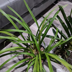 Cymbidium Deathwish 'Vampire slayer' x Cym. 'Ken Siew'