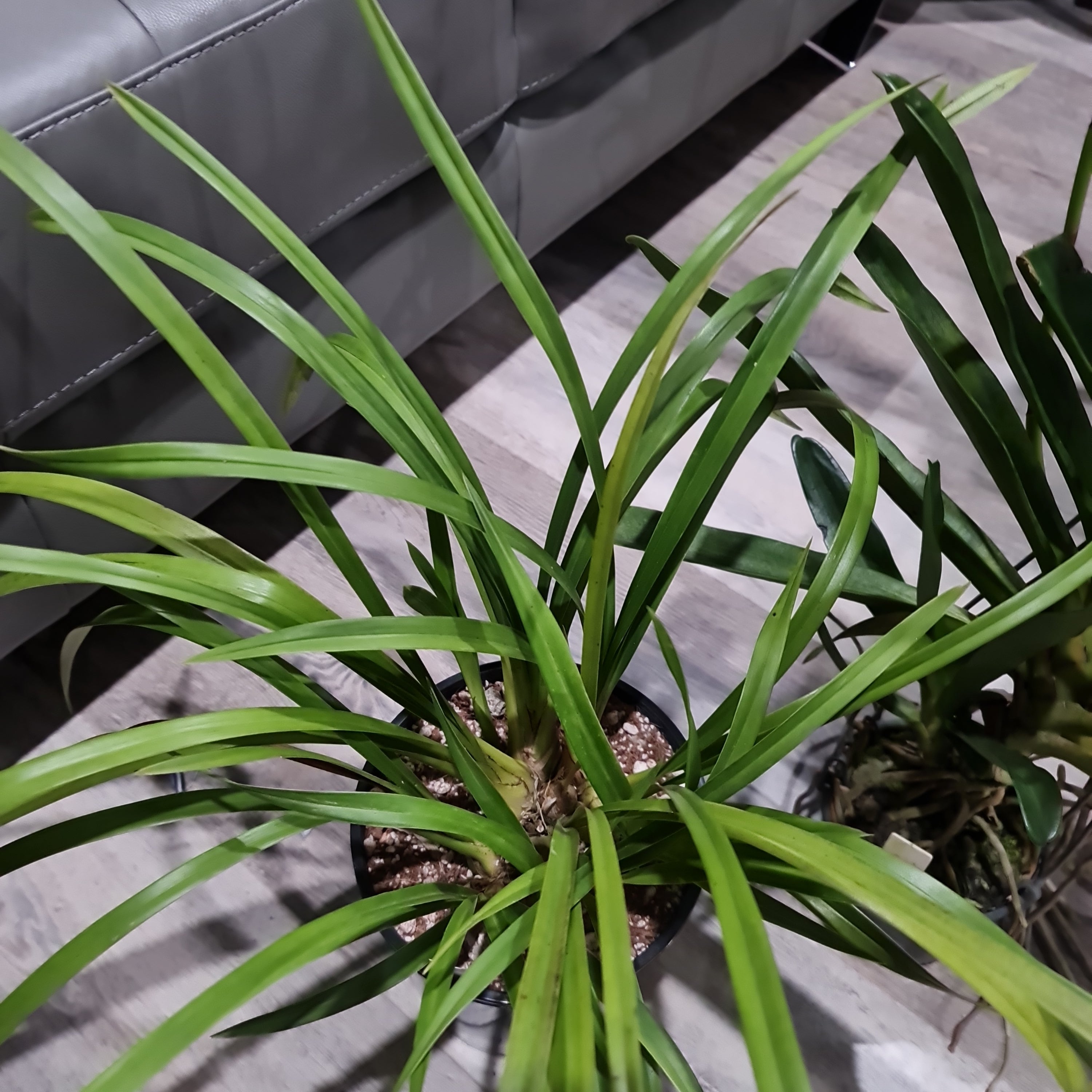 Cymbidium Deathwish 'Vampire slayer' x Cym. 'Ken Siew'