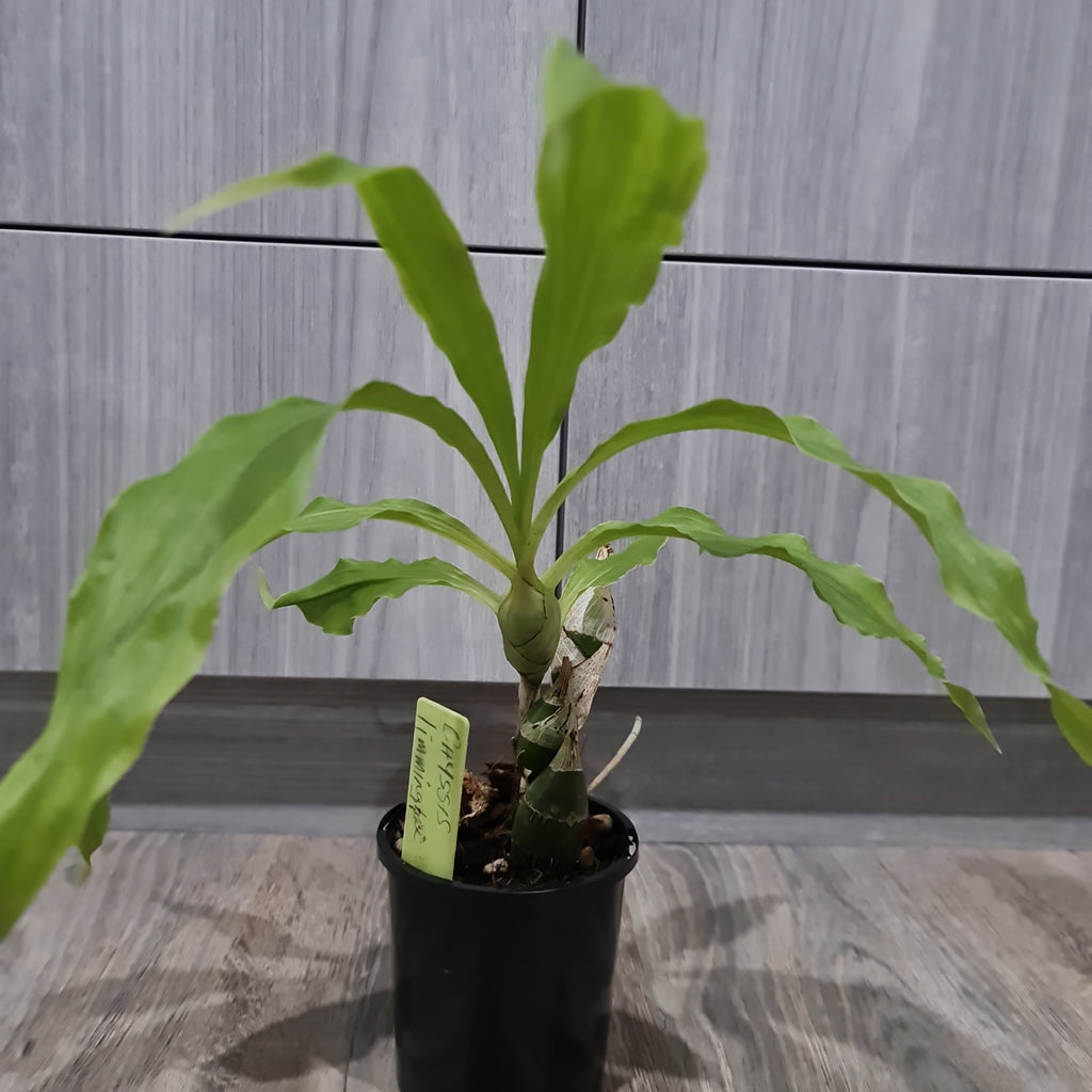 Flowering Size Chysis limminghei   (RARE SPECIES)
