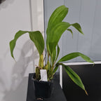 Coryhopea Predator (Coryanthes Golden Chalice x Stanhopea nigroviolacea)