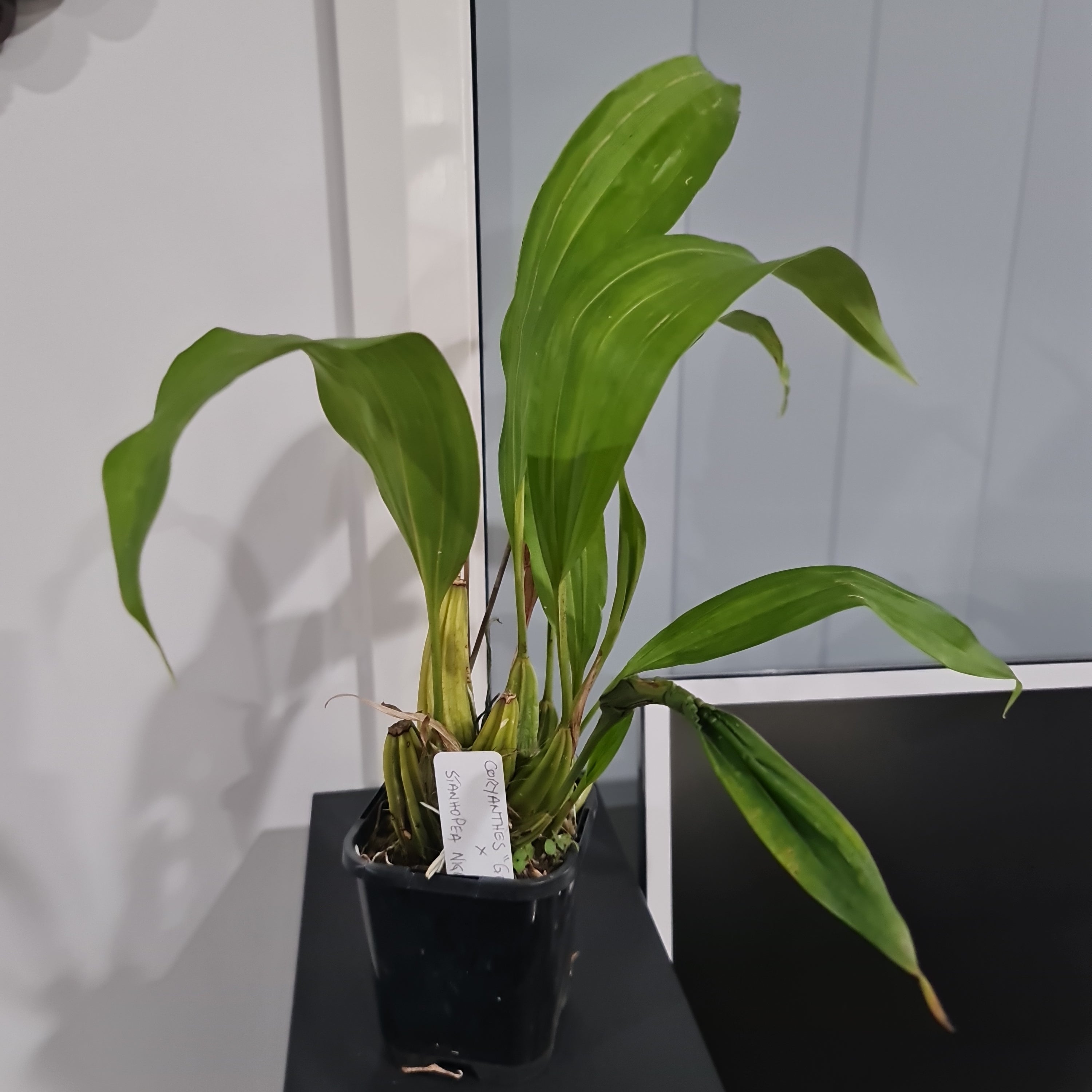 Coryhopea Predator (Coryanthes Golden Chalice x Stanhopea nigroviolacea)