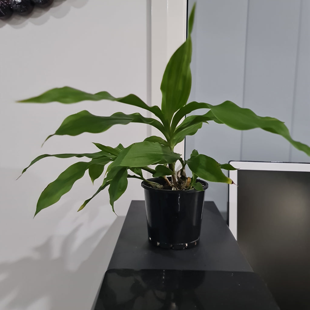Chysis Delores Garcia (Bractescens x aurea)