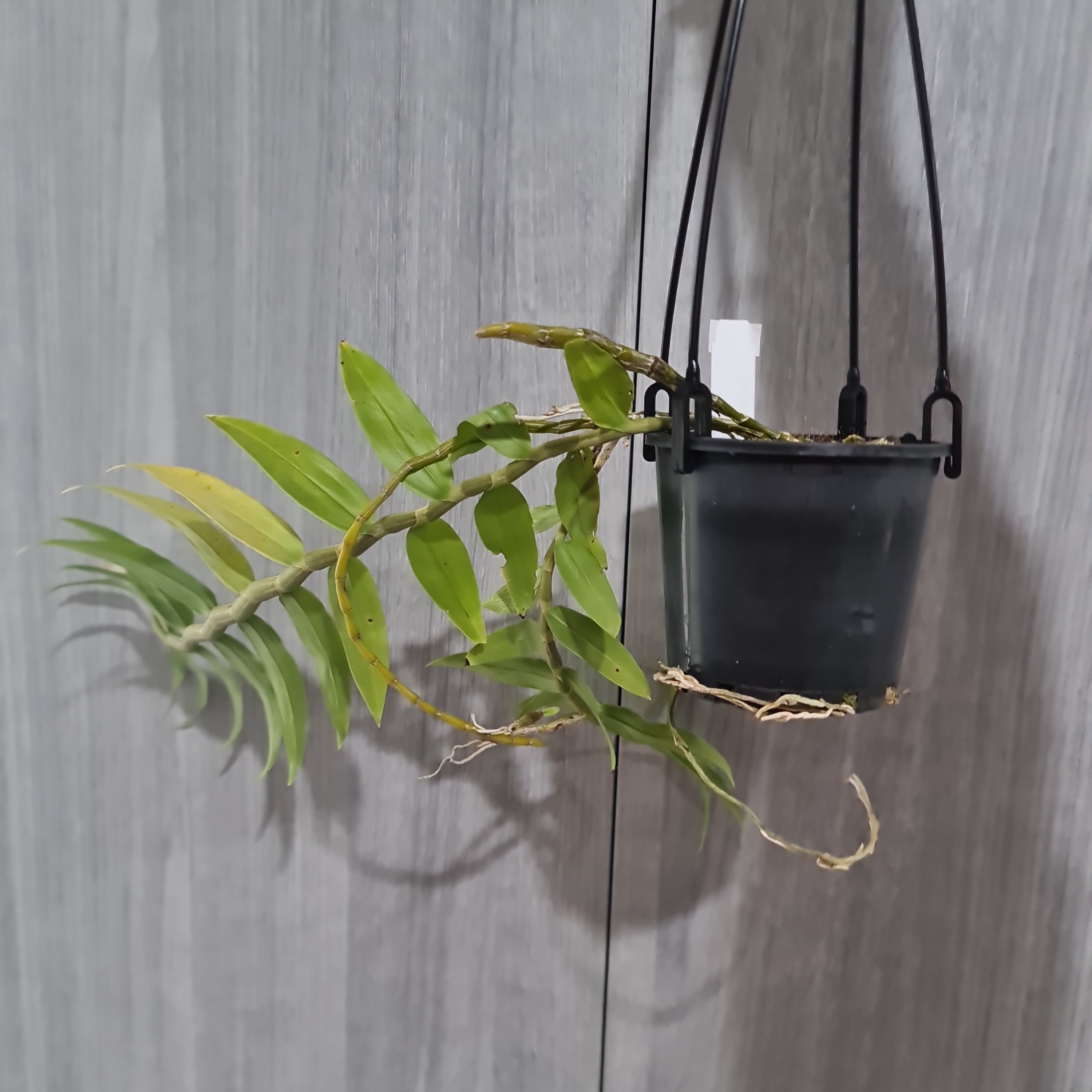 Dendrobium Chrysanthum (Fragrant Species) Secondary image