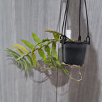 Dendrobium Chrysanthum (Fragrant Species)